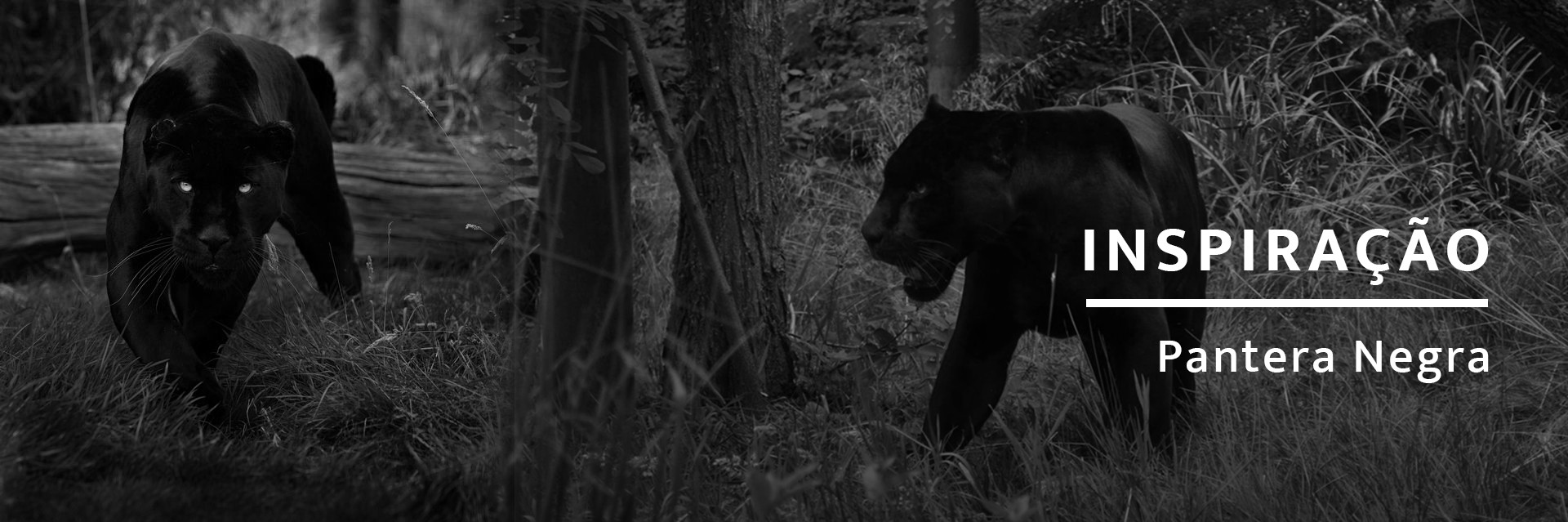 Utilize para ver mais